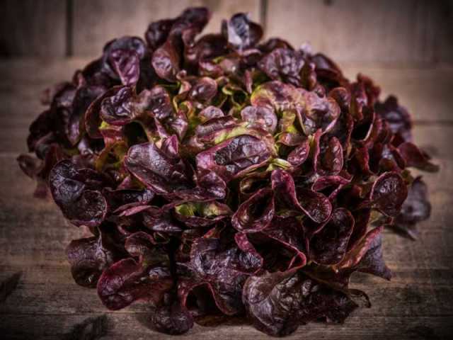 Salade Feuille de Chne Rouge - pice