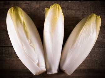 Endive